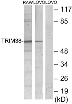 RNF15 rabbit pAb