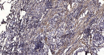 RNF15 antibody