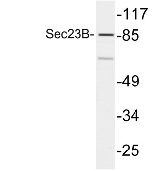 Sec23B antibody