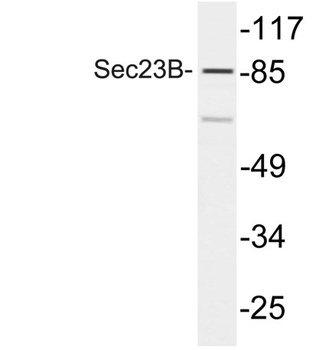Sec23B rabbit pAb