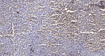 Sec23B antibody