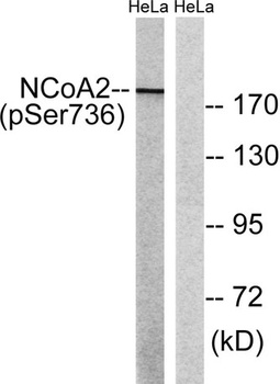GRIP-1 (phospho-Ser736) antibody