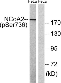 GRIP-1 (phospho Ser736) rabbit pAb