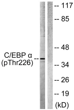 C/EBP α (phospho Thr226) rabbit pAb
