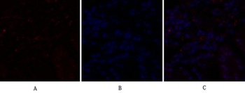 C/EBP β rabbit pAb