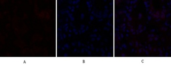 C/EBP β rabbit pAb