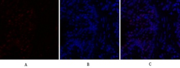 C/EBP β rabbit pAb