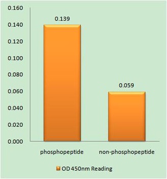 TIP60 (phospho Ser90) rabbit pAb