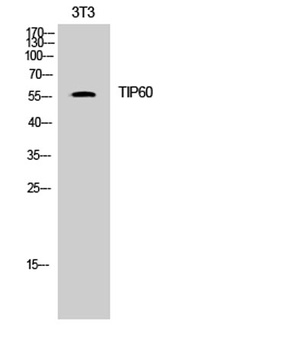 TIP60 rabbit pAb Antibody