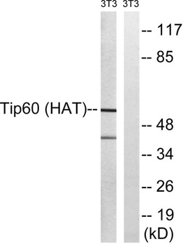 TIP60 antibody