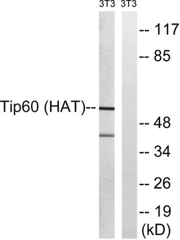 TIP60 rabbit pAb Antibody