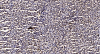 TIP60 rabbit pAb Antibody
