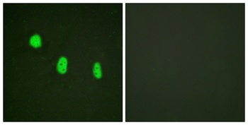 C/EBP ε (phospho Thr74) rabbit pAb