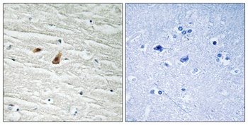 C/EBP Epsilon (phospho-Thr74) antibody