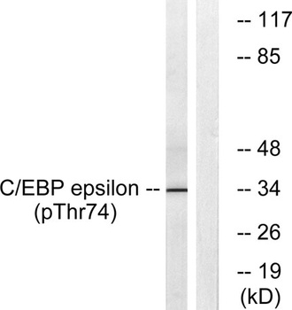 C/EBP ε (phospho Thr74) rabbit pAb