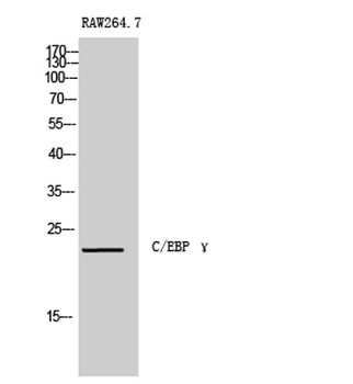 C/EBP γ rabbit pAb