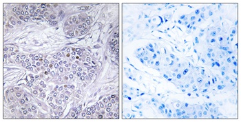 C/EBP γ rabbit pAb
