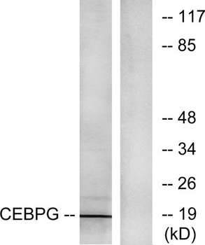 C/EBP gamma antibody