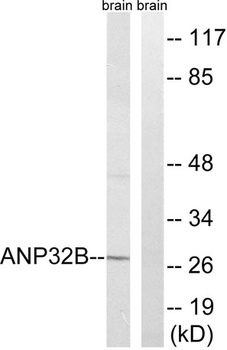 PHAPI2 rabbit pAb