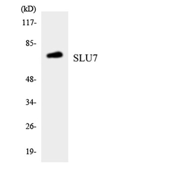SLU7 rabbit pAb