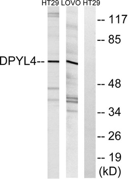 CRMP-3 antibody