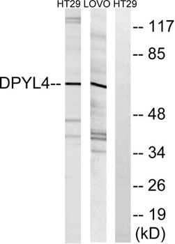 CRMP-3 rabbit pAb