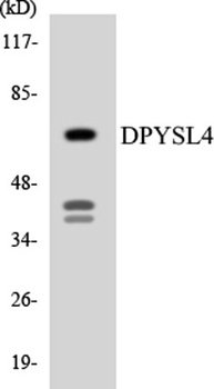 CRMP-3 antibody