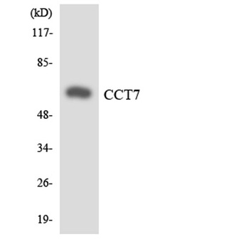 TCP-1 η rabbit pAb