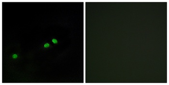 CENP-A (phospho Ser7) rabbit pAb