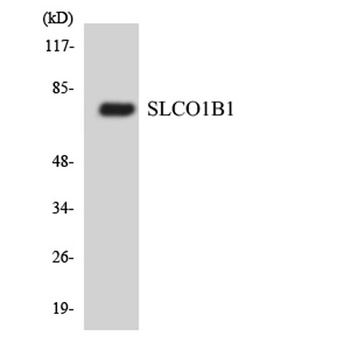 OATP-C antibody