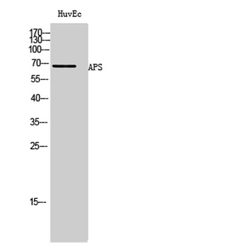 APS rabbit pAb Antibody