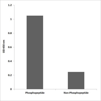 PDLIM5 (phospho Tyr251) rabbit pAb