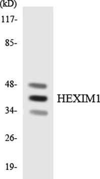 Hexim1 rabbit pAb