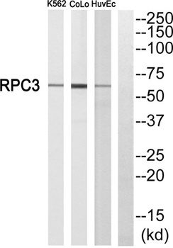 POLR3C rabbit pAb