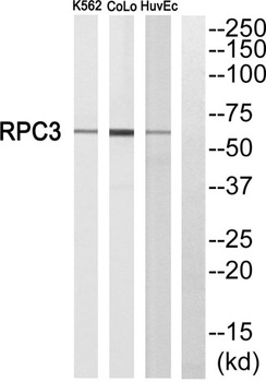 POLR3C antibody