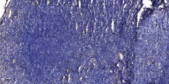 MLC-2 (phospho Thr17/S18) rabbit pAb