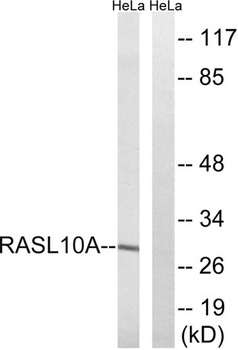 RRP22 antibody