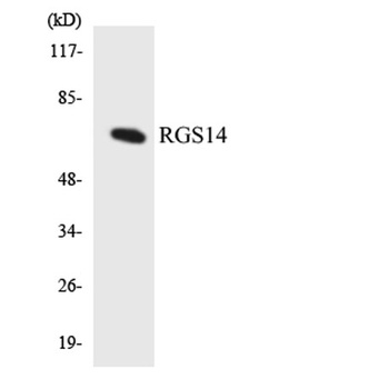 RGS14 rabbit pAb