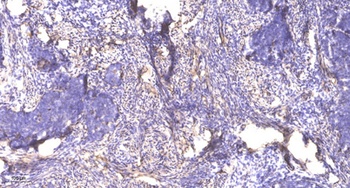 RGS14 rabbit pAb