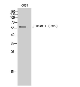 DNAM-1 (phospho Ser329) rabbit pAb