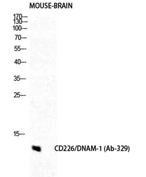 DNAM-1 rabbit pAb