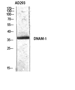 DNAM-1 rabbit pAb