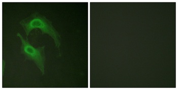 DNAM-1 antibody