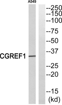 CGREF1 rabbit pAb