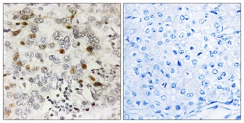 CGREF1 antibody