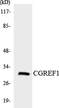 CGREF1 rabbit pAb