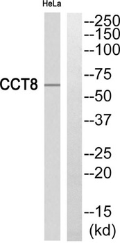 TCP-1 θ rabbit pAb