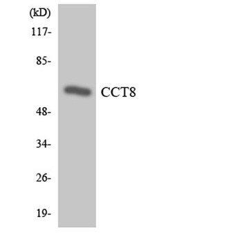 TCP-1 θ rabbit pAb