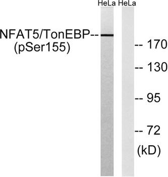 NFAT5 (phospho Ser155) rabbit pAb