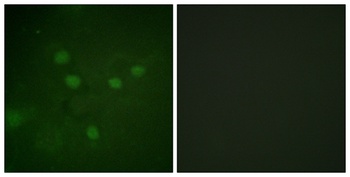 NFAT5 (phospho-Ser1197) antibody